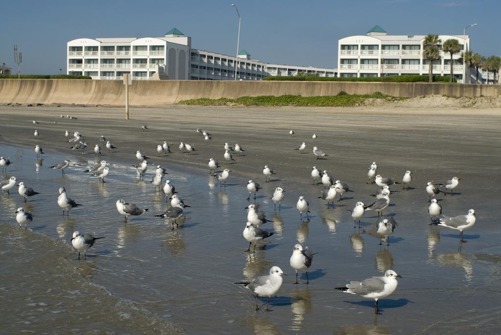 Casa Del Mar Beachfront Suites Galveston Eksteriør billede